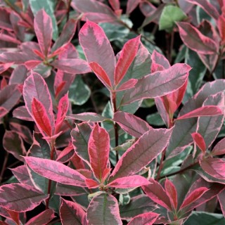 Photinia fraseri pink marble