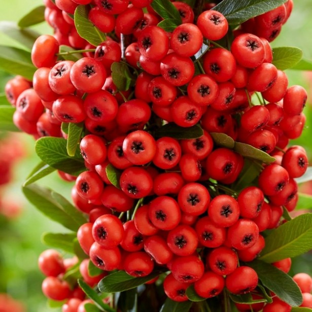Pyracantha coccinea red star