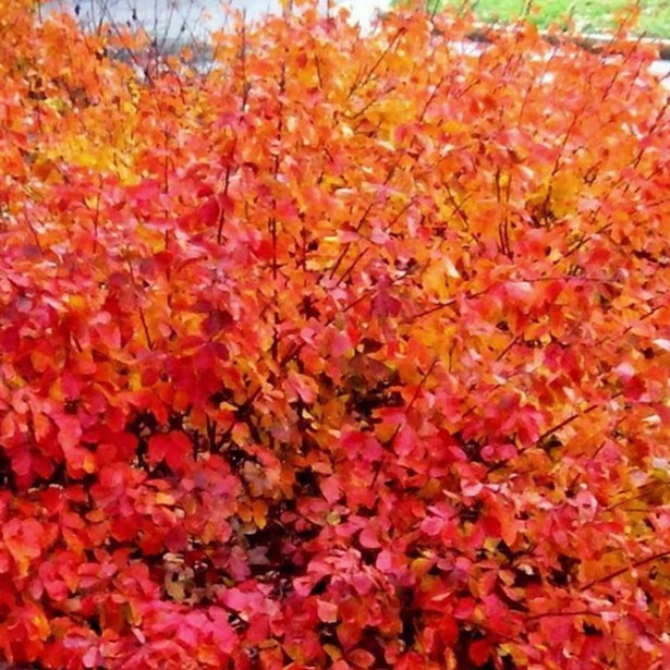 Rhus aromatica gro low