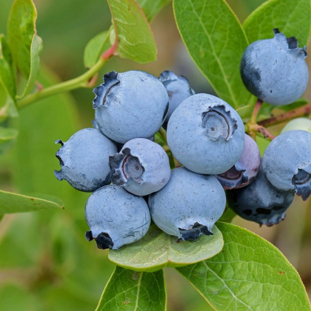 Vaccinium hortblue poppins