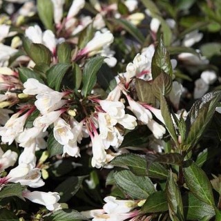 Weigelia ebony and ivory