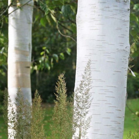 Betula utilis