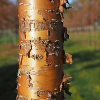 Prunus maackii amber beauty