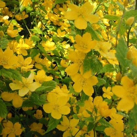 Kerria japonica golden guinea