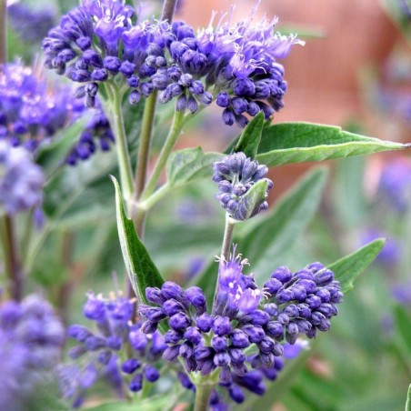 Caryopteris thetis