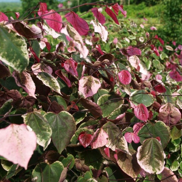 Cercis Carolina sweetheart