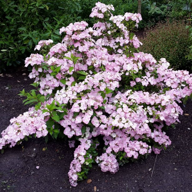 Hydrangea macrophylla French Bolero