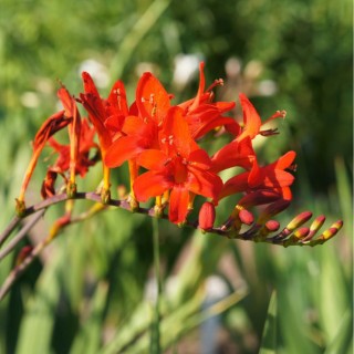 Crocosmia lucifer