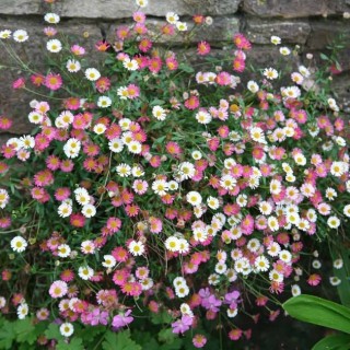 Erigeron karvinskianus