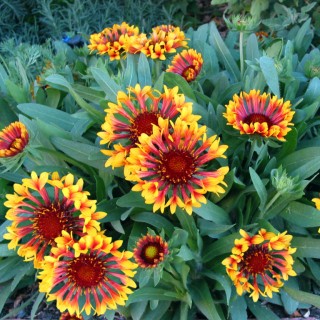 Gaillarde arizona sun