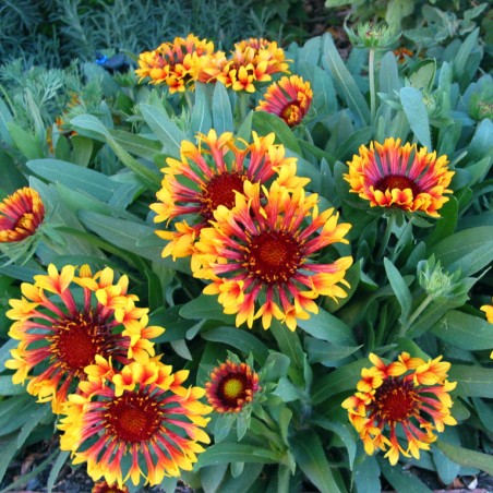 Gaillarde arizona sun