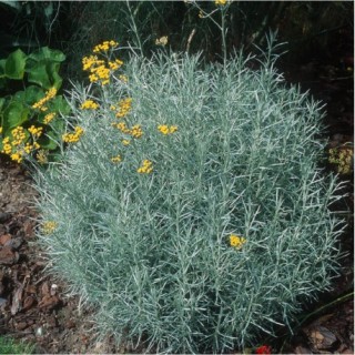 Helichrysum italicum serotinum
