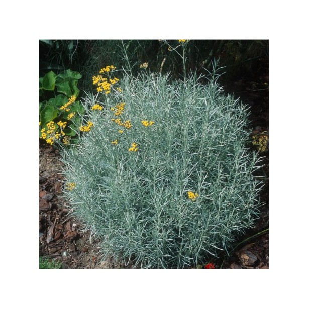Helichrysum italicum serotinum