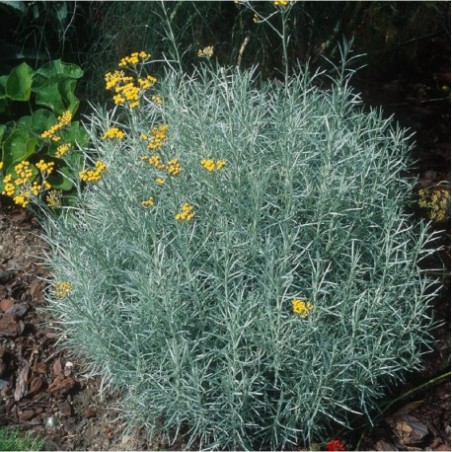 Helichrysum italicum serotinum