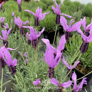 Lavandula stoechas pedunculata