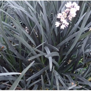 Ophiopogon planiscapus nigrescens