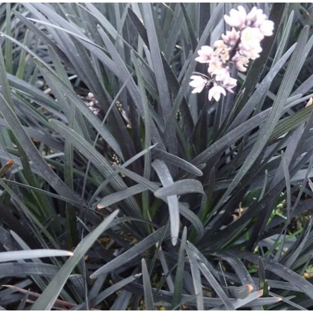 Ophiopogon planiscapus nigrescens