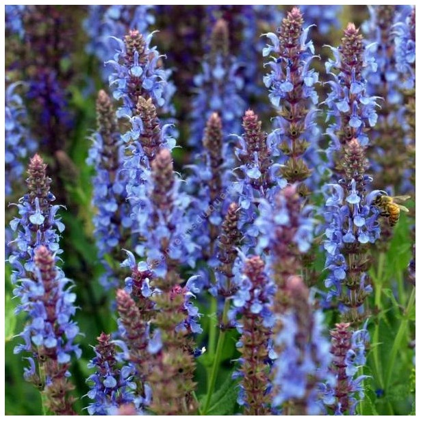 Salvia nemorosa blauhugel