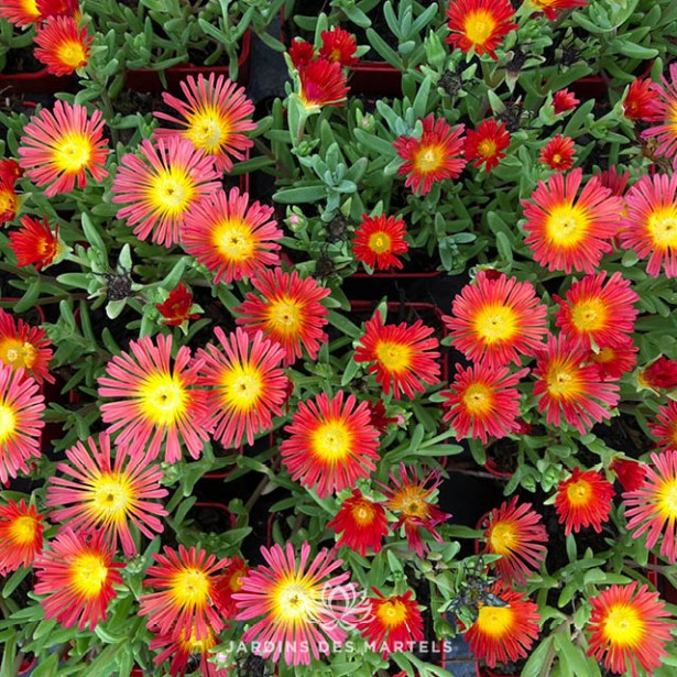 Delosperma fire wonder