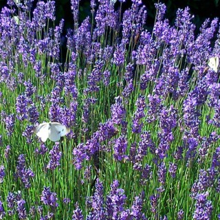 Lavandula angustifolia Anna