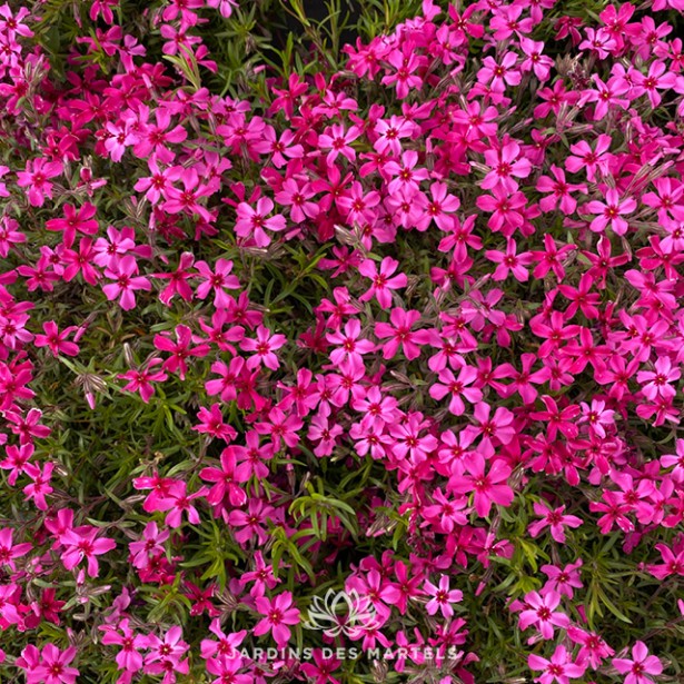 Phlox Sub Scarlet flame (rouge)