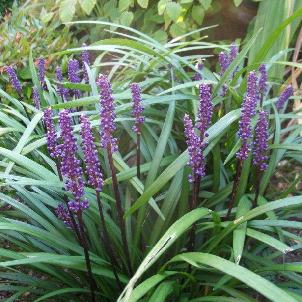 Liriope muscari ingwersen