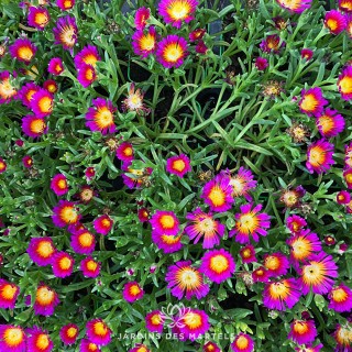 Delosperma hot pink wonder