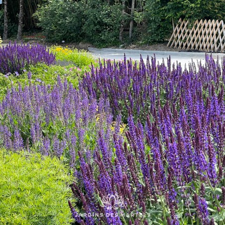 Salvia nemorosa ostfriesland