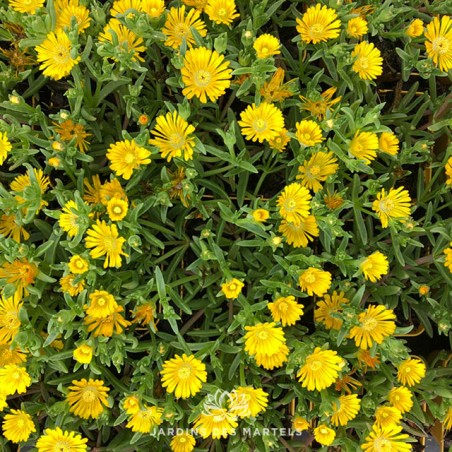Delosperma yellow wonder