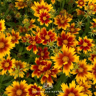 Coreopsis tiger gold and bronze