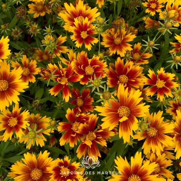 Coreopsis tiger gold and bronze