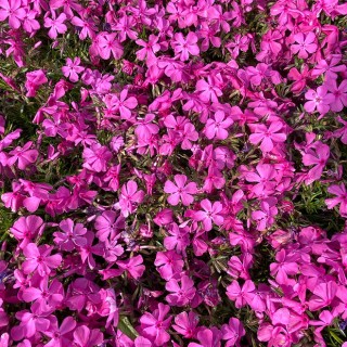 Phlox sub md cushion (rose vif)