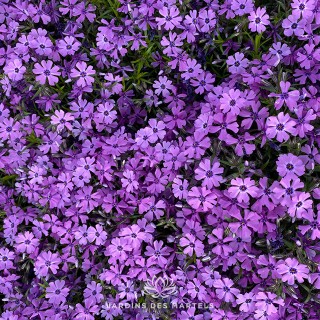 Phlox sub purple beauty (mauve)