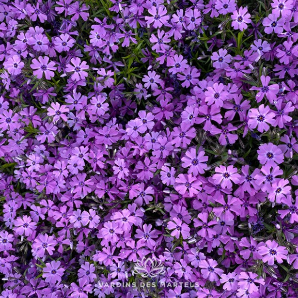 Phlox sub purple beauty (mauve)