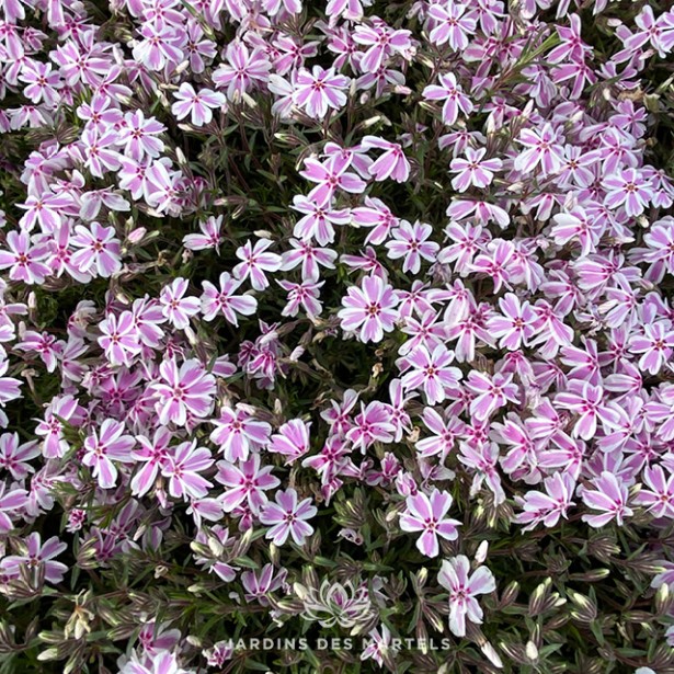 Phlox sub candy stripes (rose marginé blanc)