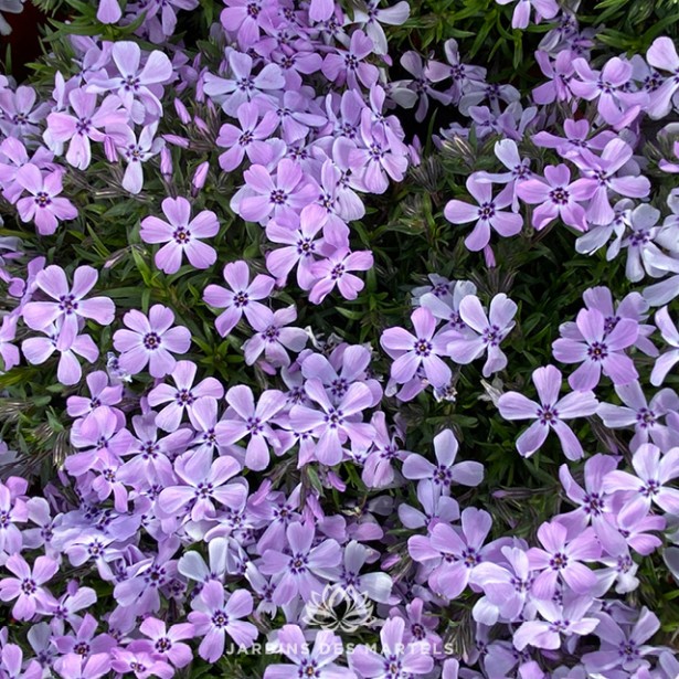 Phlox sub benita (mauve pale)