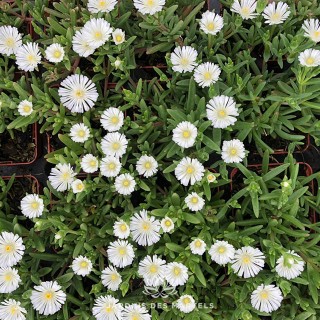 Delosperma white wonder