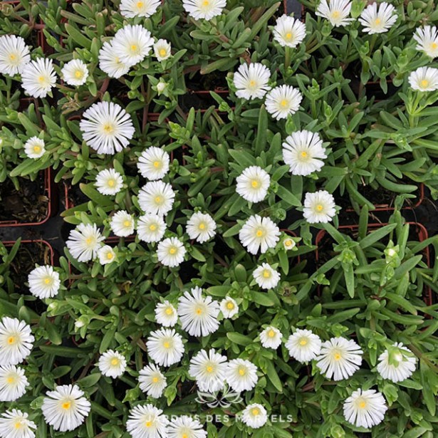 Delosperma white wonder