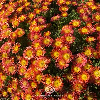 Delosperma orange wonder