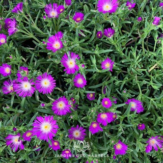 Delosperma violet wonder