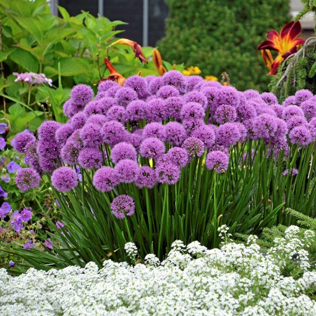 Allium millenium