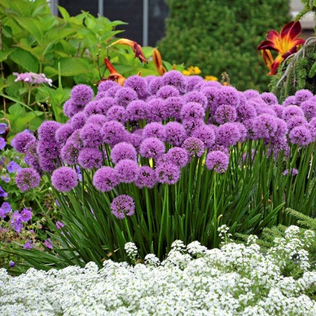 Allium millenium