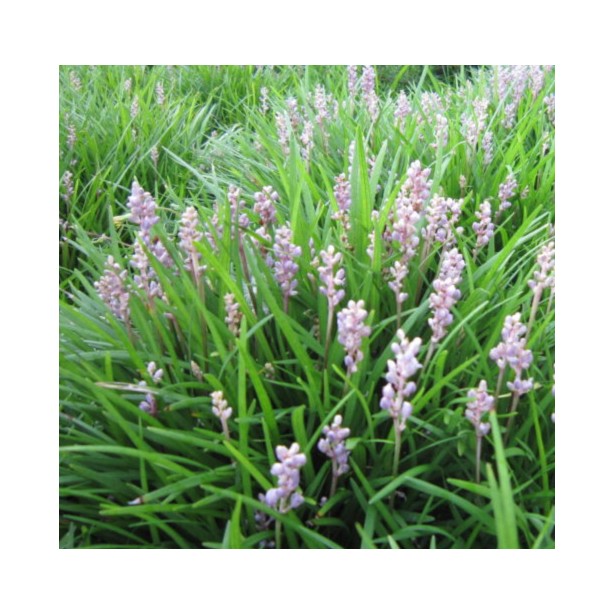 Liriope muscari Isabella