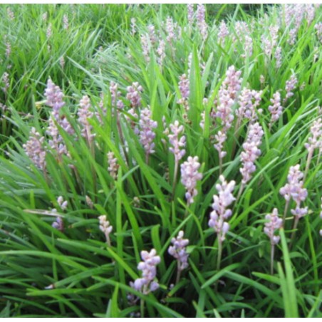 Liriope muscari Isabella