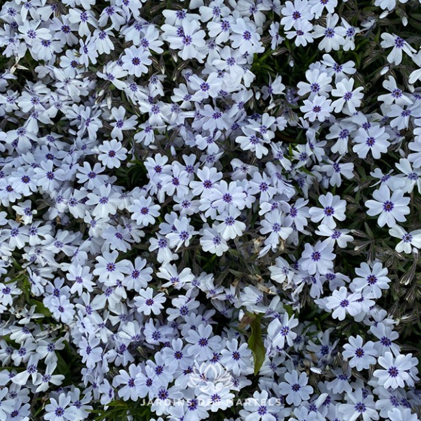 Phlox sub bavaria (blanc centre bleu)