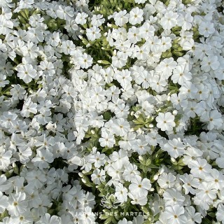 Phlox sub maischnee (blanc pur)