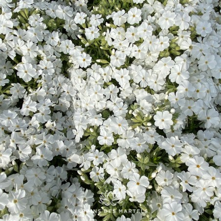 Phlox sub maischnee (blanc pur)
