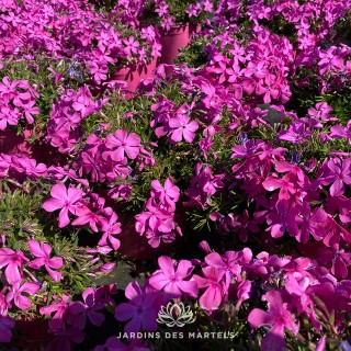 Phlox sub drummond pink (rose)