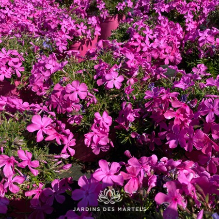 Phlox sub drummond pink (rose)