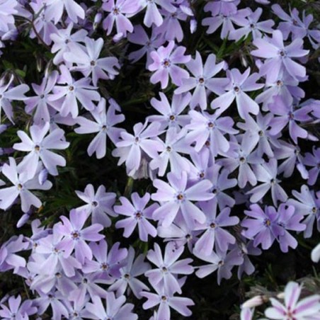 Phlox sub emerald cushion blue (lilas clair)